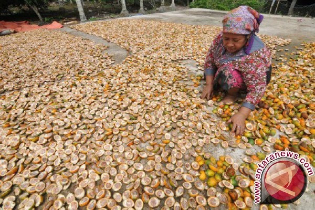 Kelompok Tani Jurung Kelola Pinang Jadi Minuman Sehat