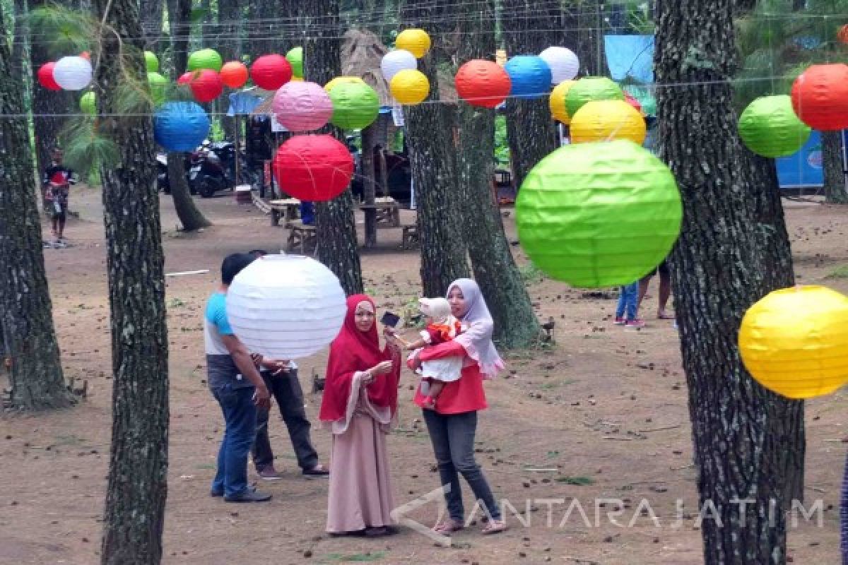 Yuk Swafoto di Hutan Pinus Songgon Banyuwangi