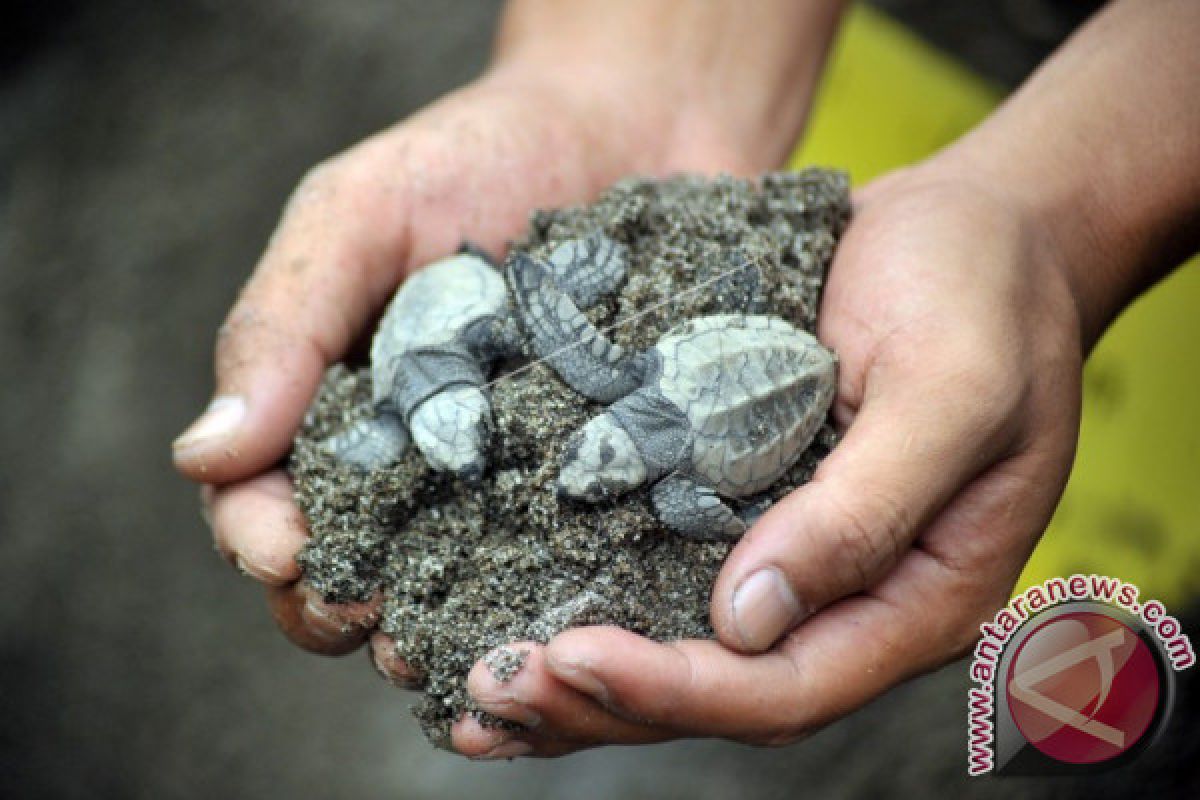 Pertamina Melanjutkan Program Konservasi Penyu di Sumbar