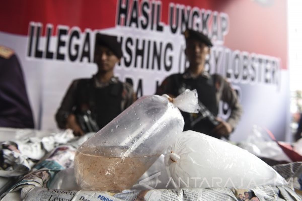 Polisi Ungkap Bisnis Benih Lobster Ilegal di Jember