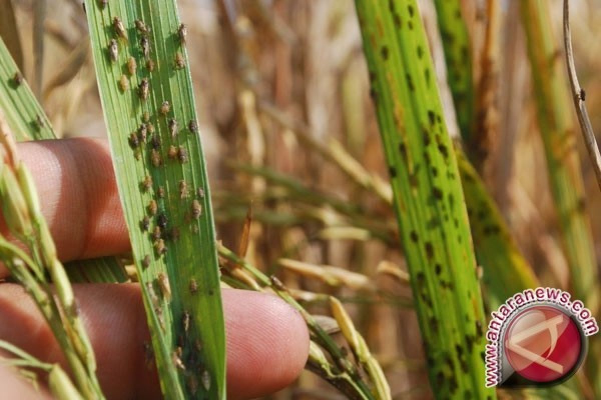 Padi Sawah Bangka Tengah Diserang Hama Wereng