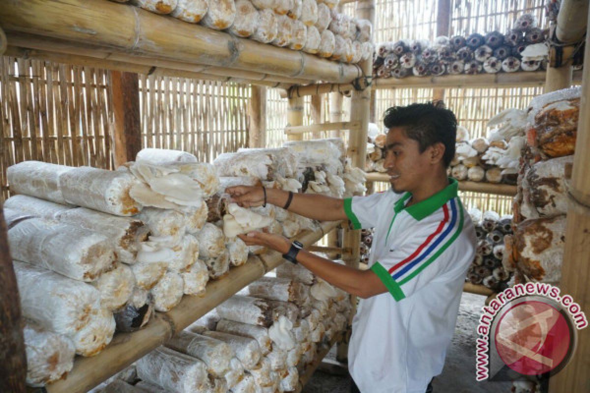 Pertamina Tingkatkan Ekonomi Masyarakat Melalui Pembudidayaan Jamur 