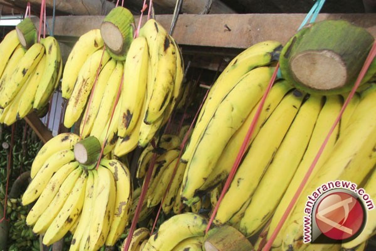 Peneliti Indonesia bilang kulit pisang bisa bantu atasi depresi