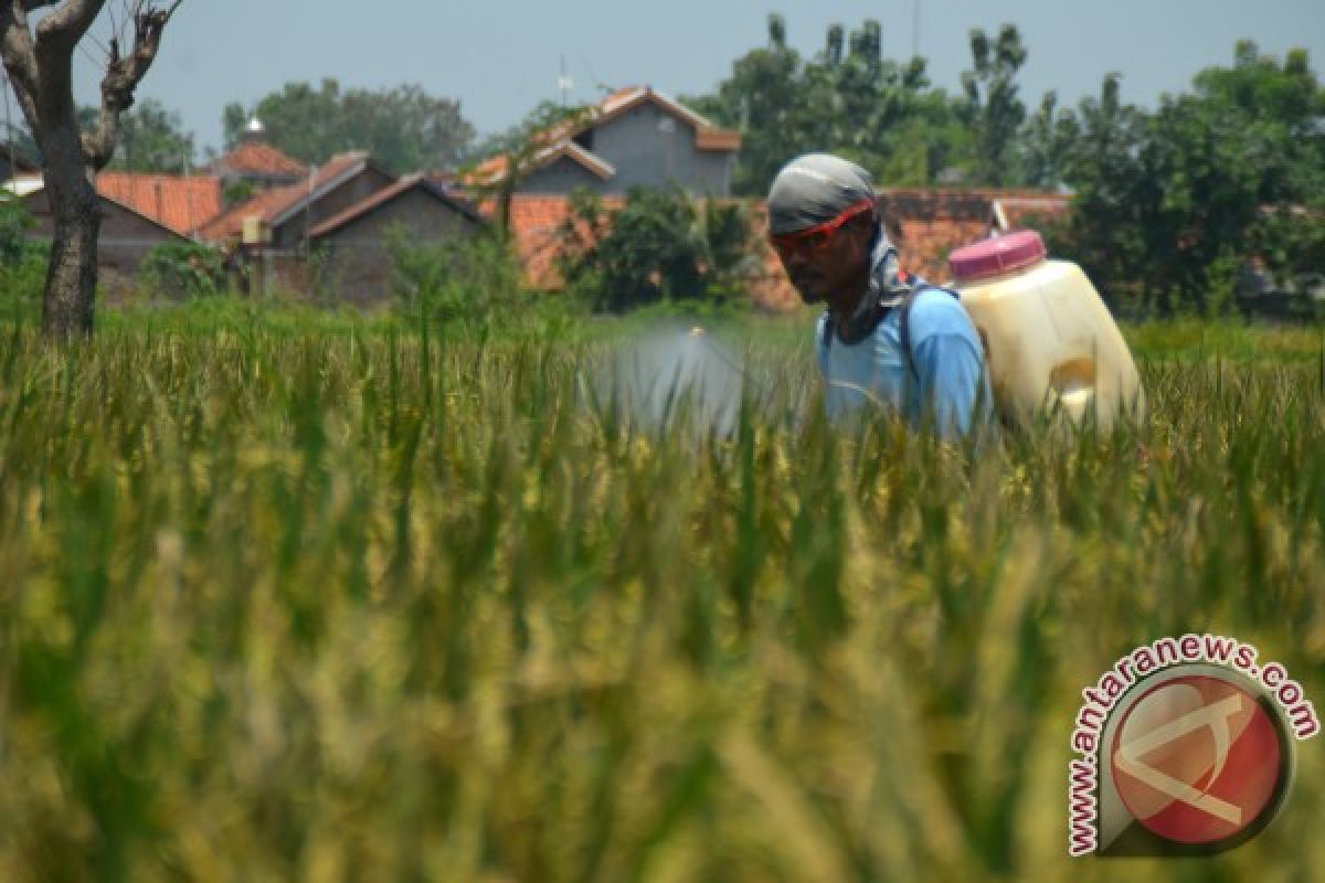 Waduh, Puluhan Hektare Sawah Di Karawang Gagal Panen