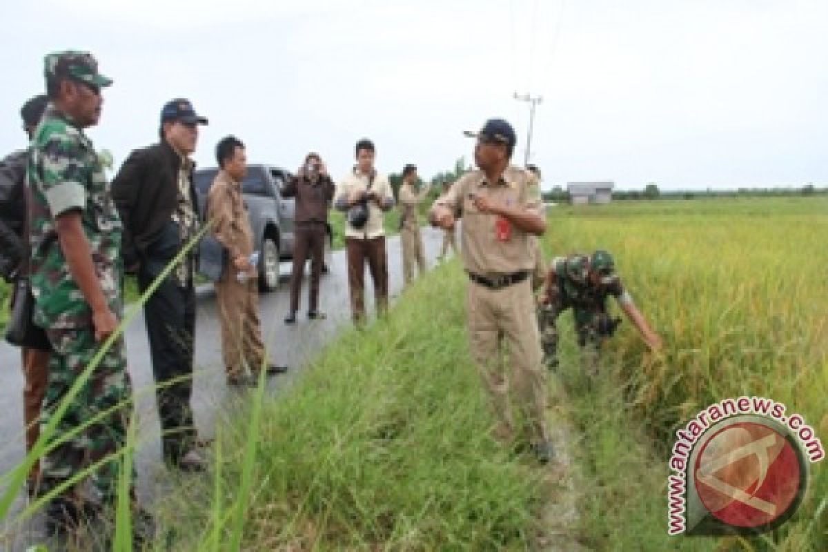 Persediaan Beras Kaltim Cukup Hingga Tujuh Bulan