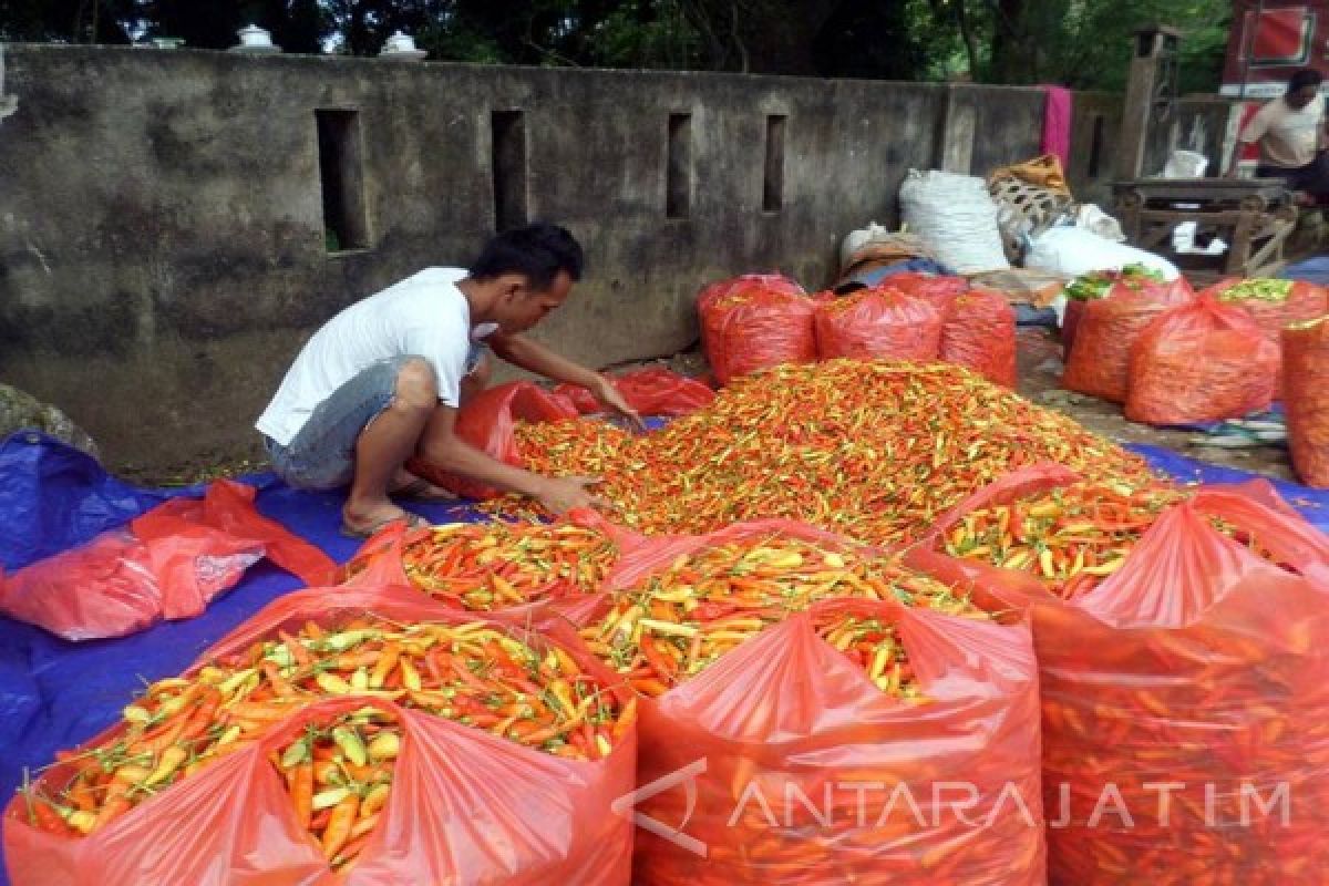 Harga Cabai Rawit di Madiun Turun, Picu Deflasi