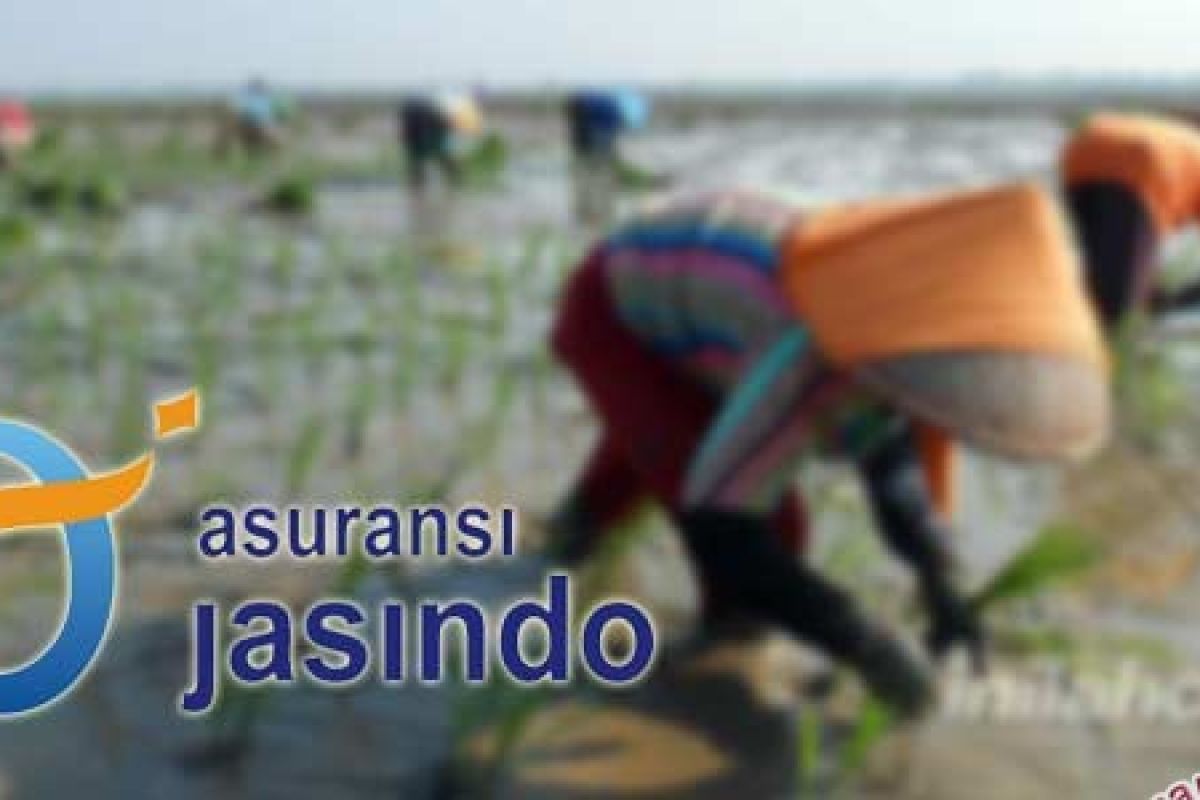 Jasindo Bayar Klaim Asuransi Padi Rp2,5 Miliar