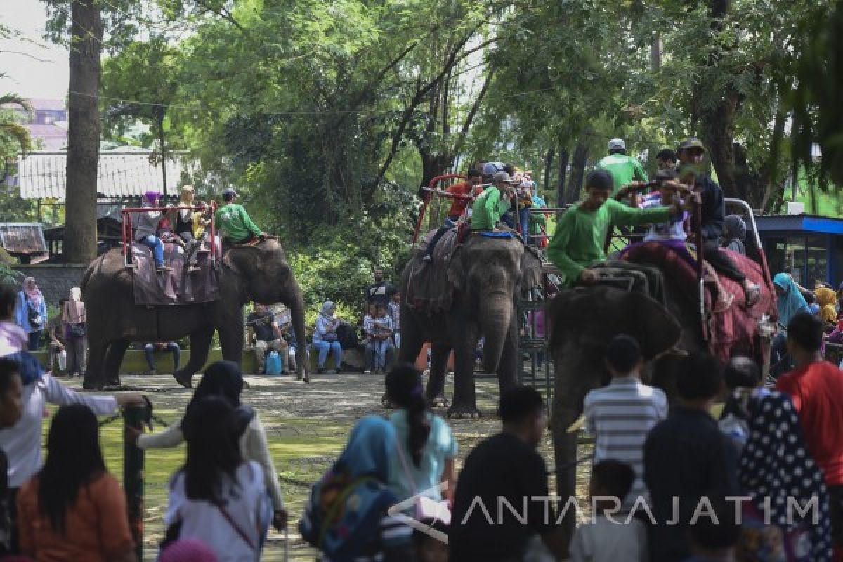 Pengunjung KBS Pada Libur Nyepi 2017 Capai 11.874 Orang