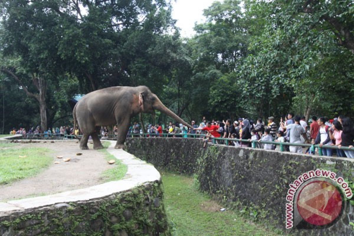 Arus kendaraan lintas menuju Ragunan macet