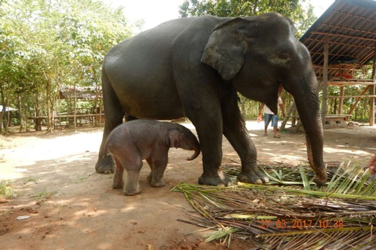 Bayi Gajah Kembali Lahir di Way Kambas  