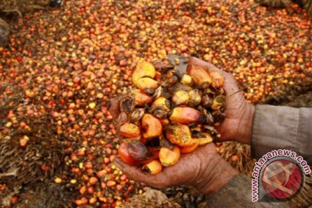 HARGA KELAPA SAWIT TURUN