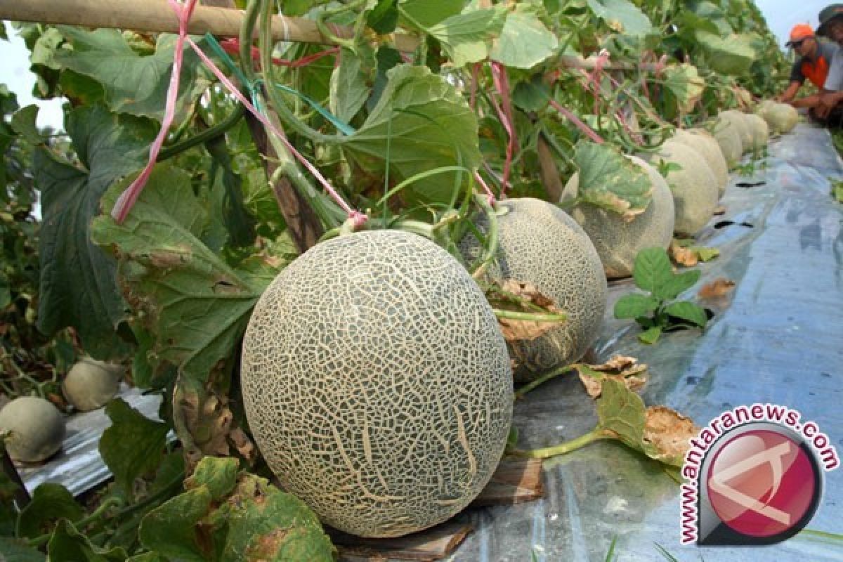 Banjarbaru to develops melon in botanical garden