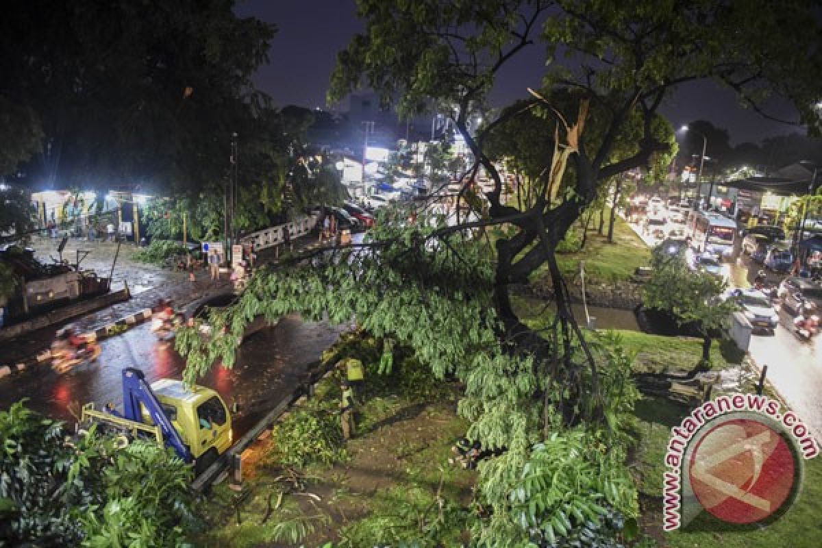 Pohon-pohon di Jalan Sudirman-Jalan Thamrin akan dipindah