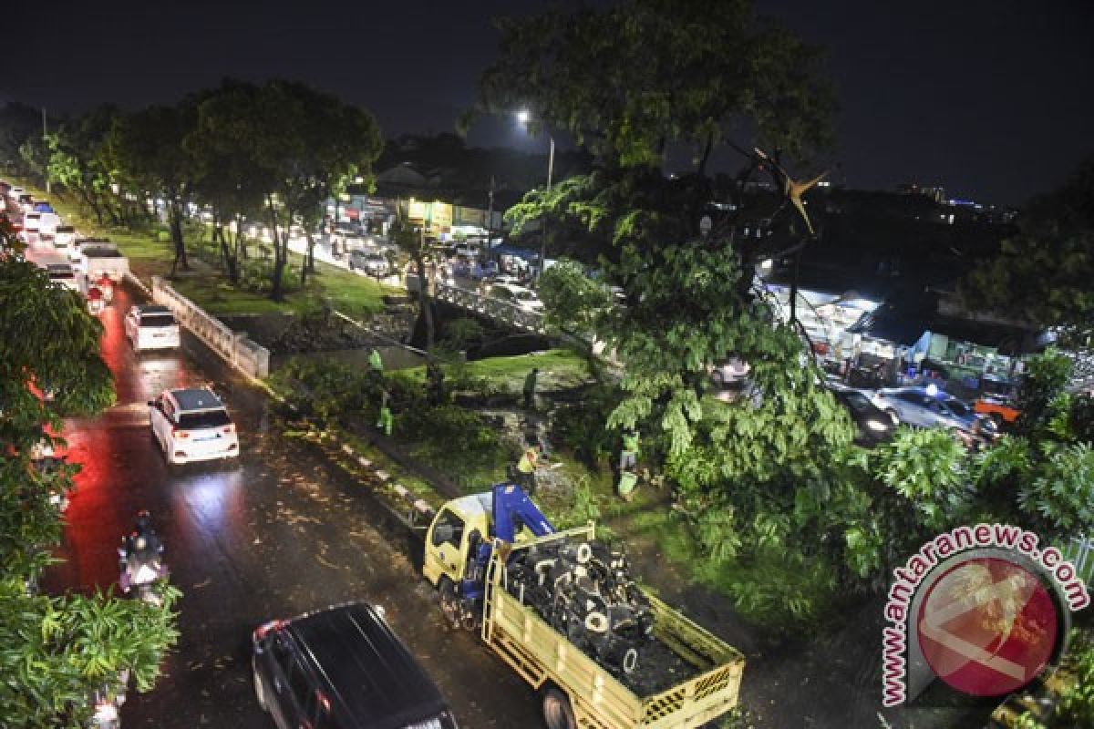 Hujan lebat kembali tumbangkan lima pohon di Bandung