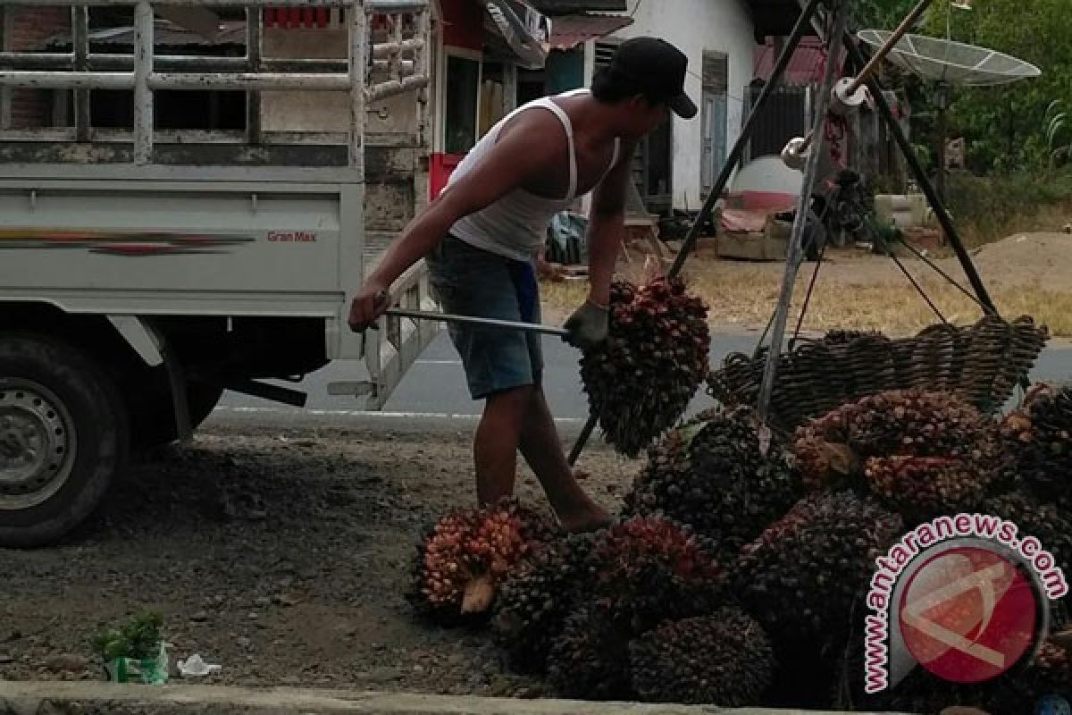 Petani Bengkulu jual sawit Rp1.150/Kilogram