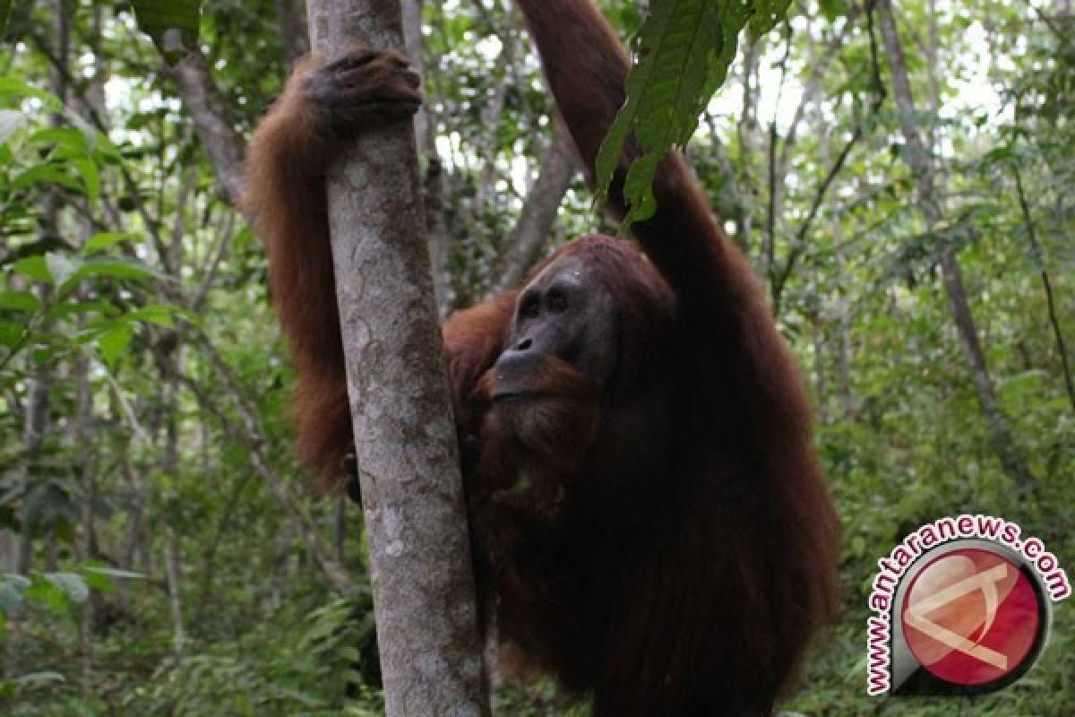 Dunia Internasional Suarakan Gerakan Lindungi Ekosistem Leuser