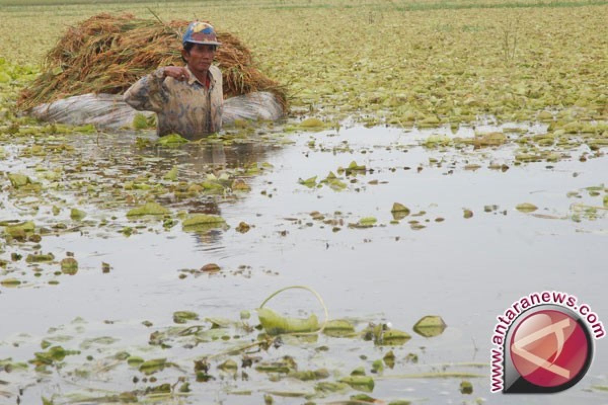 Puluhan Hektare Padi  di Bima Rusak Akibat Banjir