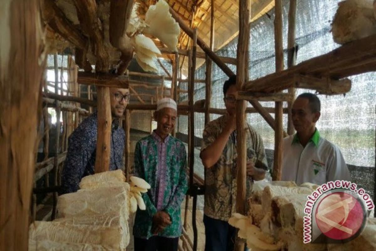 Rumah Jamur Pertamina beromset Rp12 juta perbulan