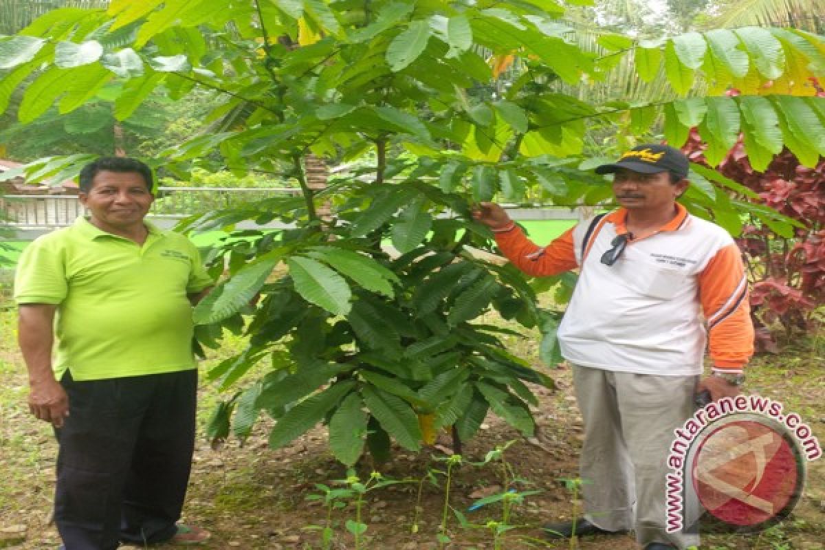 SMPN Hatungun Kembangkan Hutan Sekolah