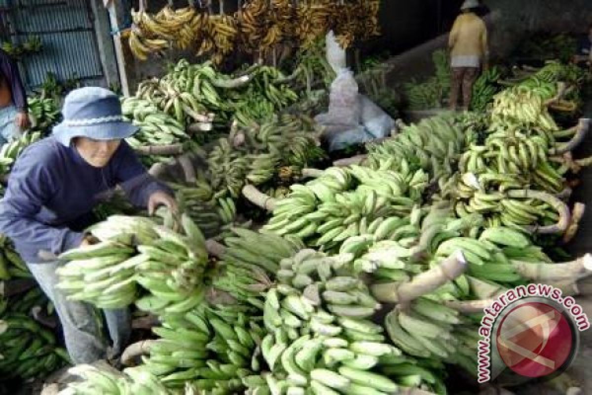 Buleleng kembangkan pisang organik