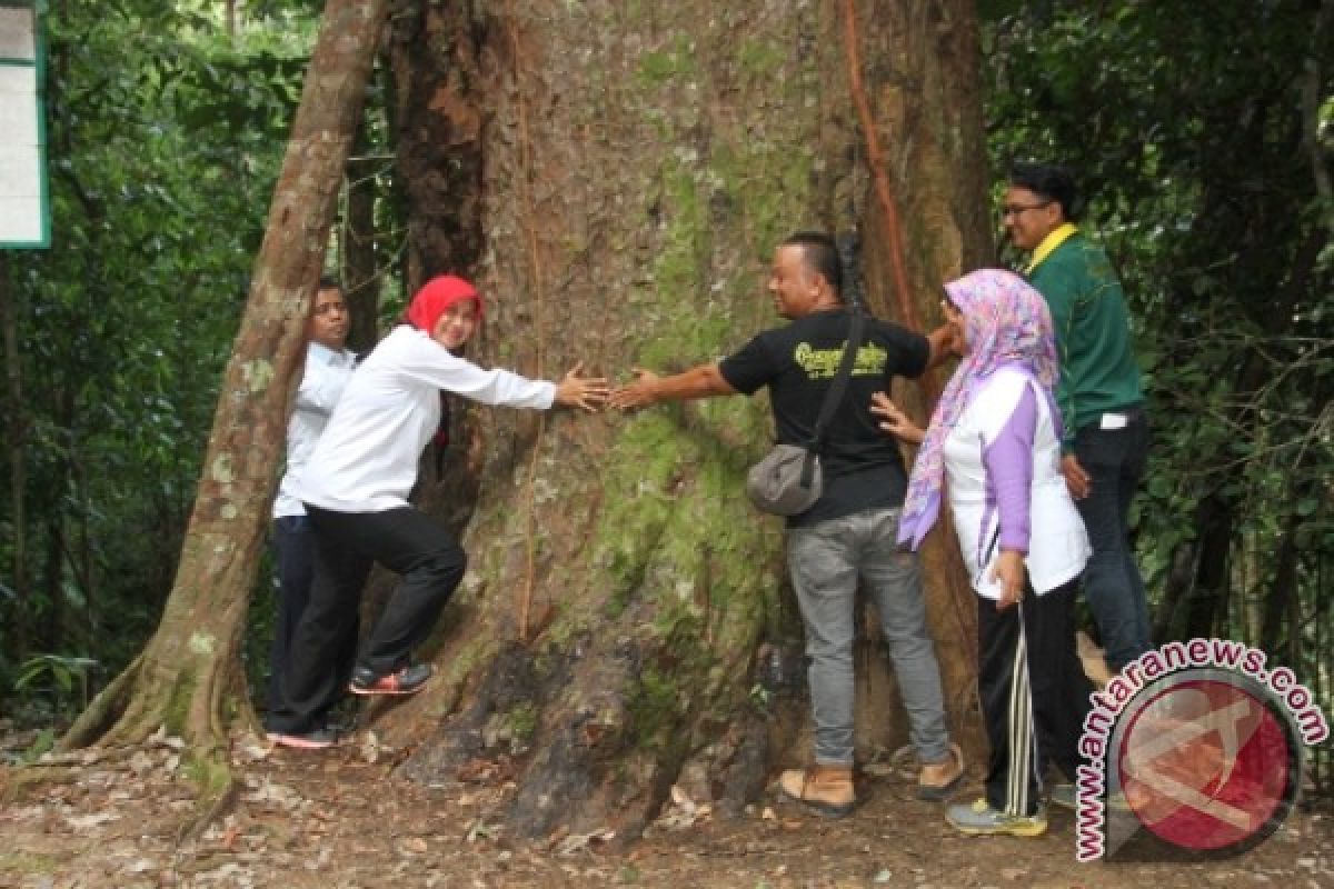 Penajam Jadikan Pohon Agathis Ikon Wisata Alam