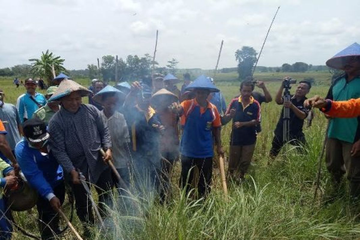 Bupati-petani Gropyokan Tikus Antisipasi Gagal Panen 