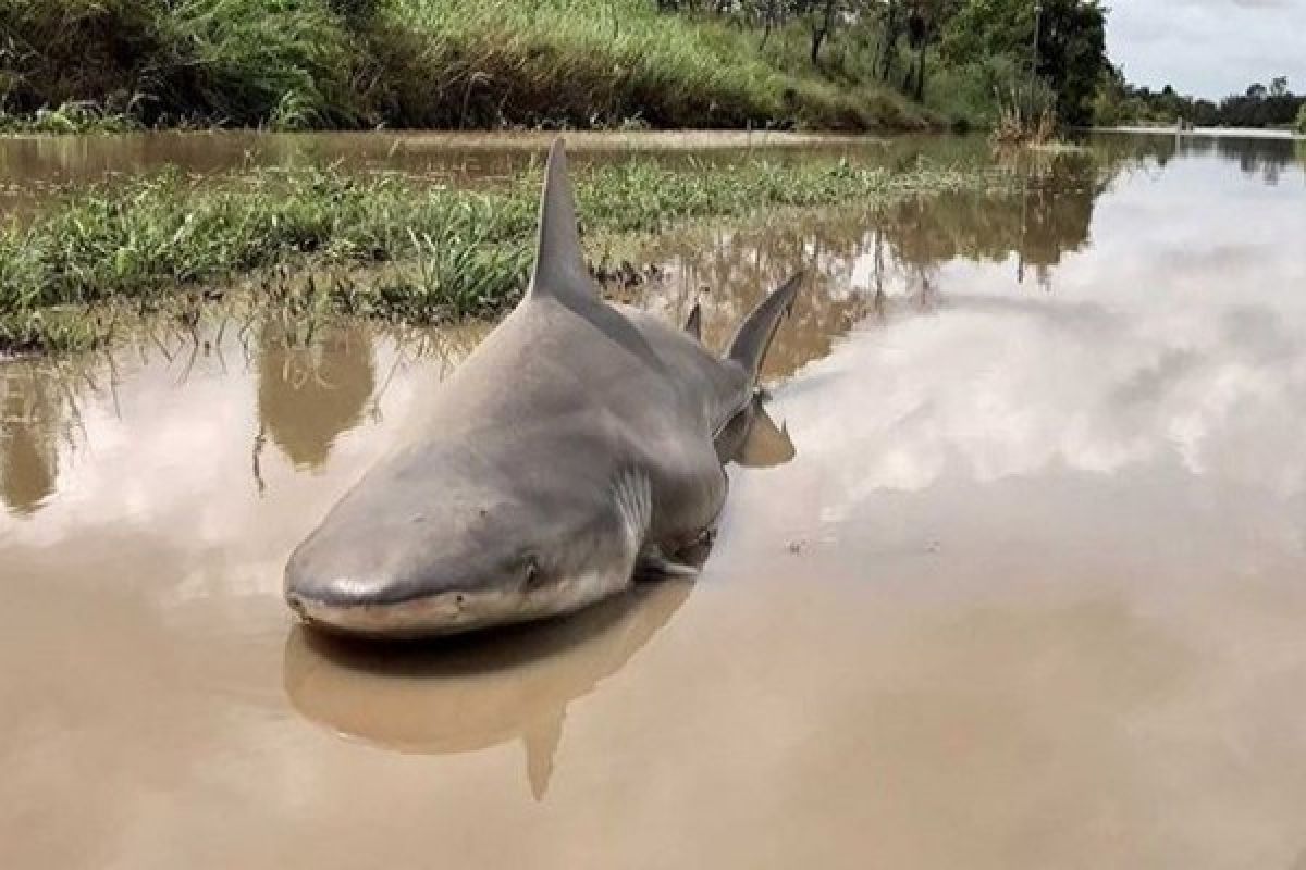 Banjir bawa hiu ke hunian warga Australia