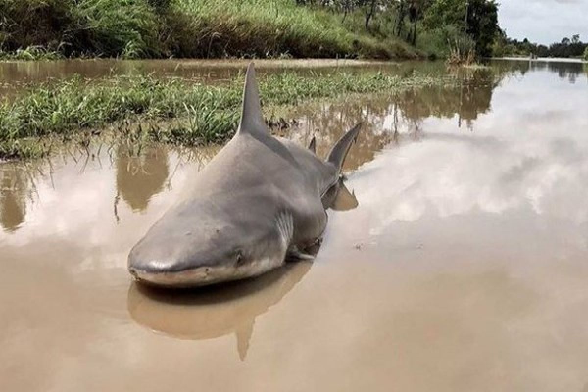 Satu hiu terdampar di Pelabuhan Gresik