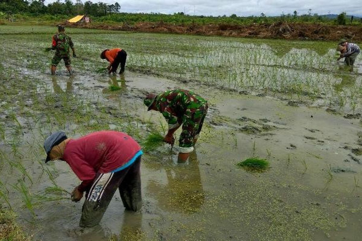 Prajurit TNI Koramil Skanto bantu petani tanam padi