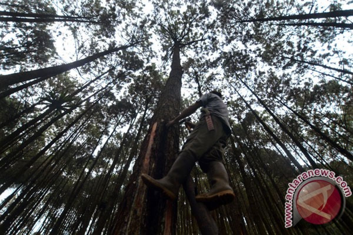 Pohon langka berumur 170 tahun ditebang