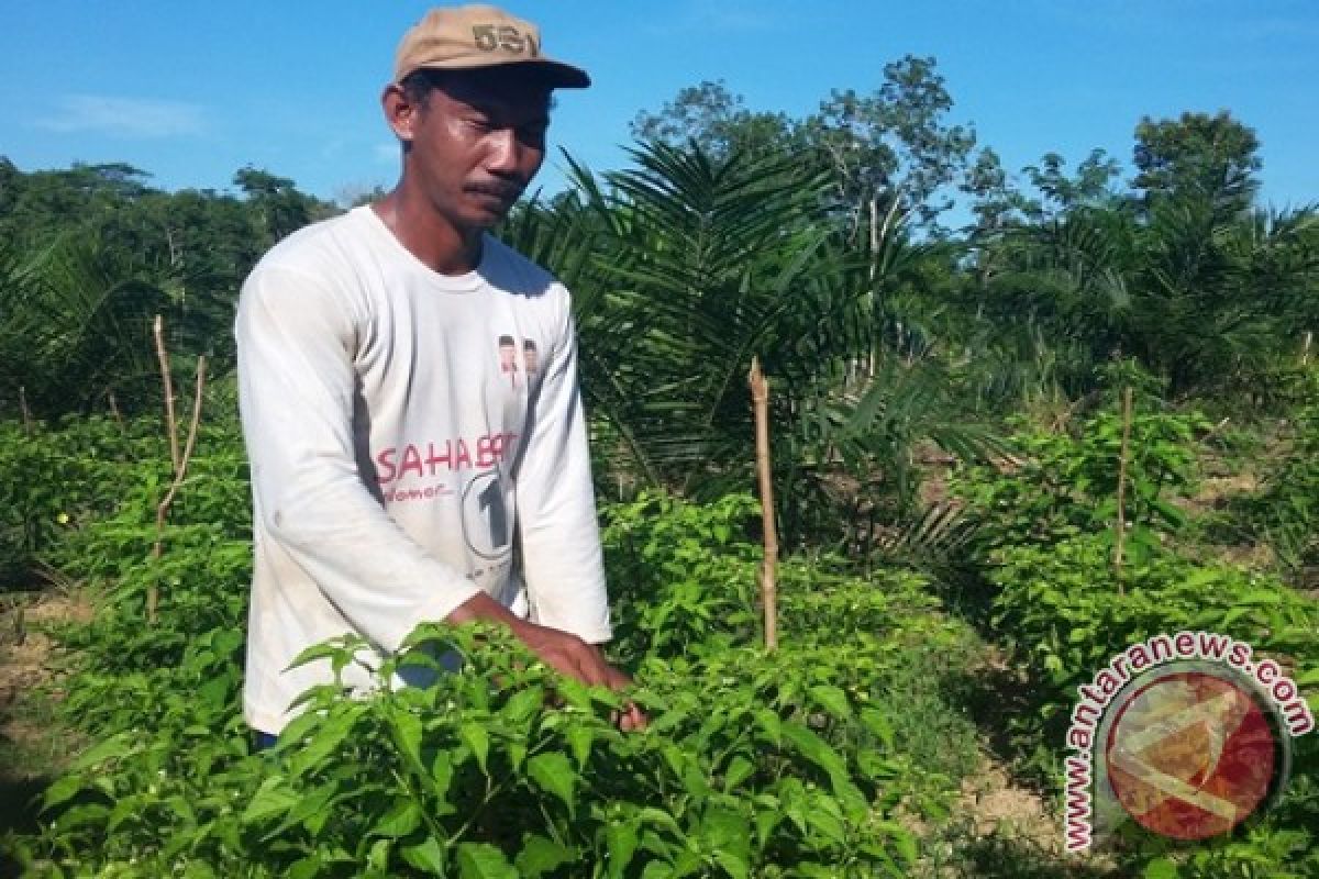 Petani Kotabaru Kembangkan Tanaman Cabai Dan Sawit 