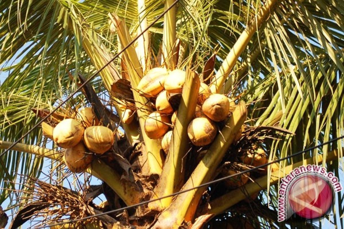 Kelapa di Pulo Aceh tidak berproduksi lagi