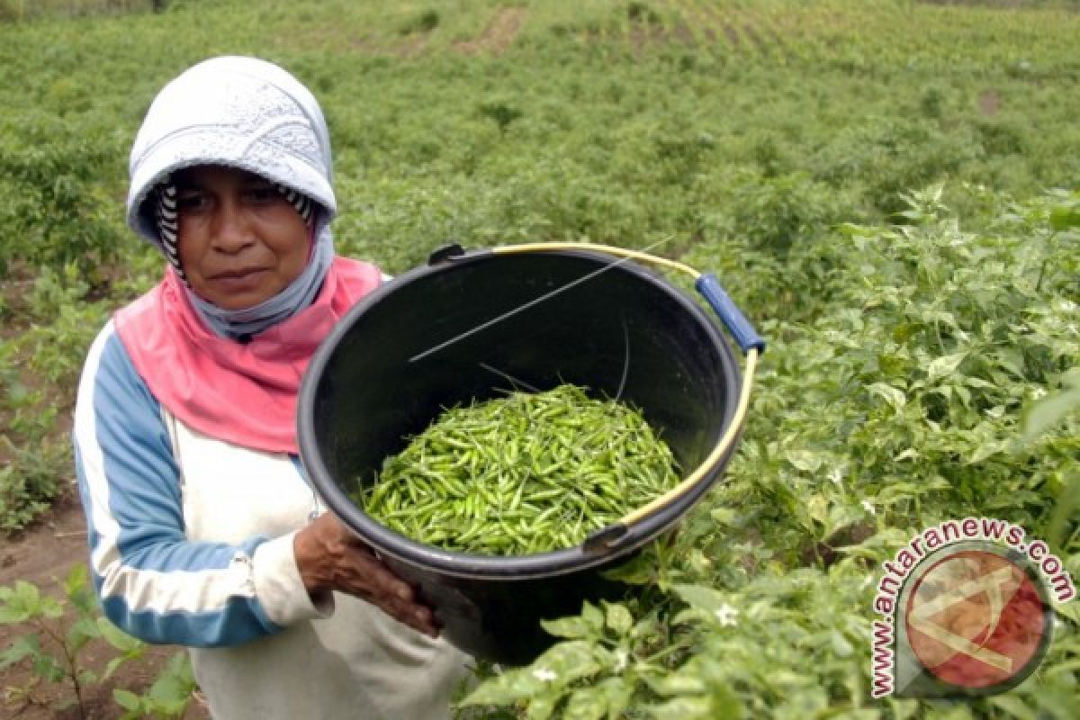 Harga cabai rawit melonjak di Aceh Timur