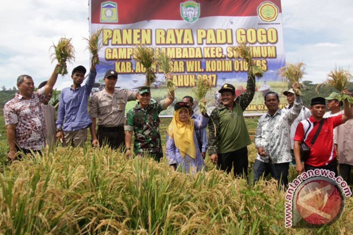 Boyolali kembangkan padi gogo jaga ketersediaan pangan