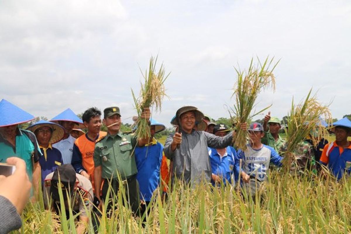 Bupati Lampung Tengah Buka Panen Raya Perdana  