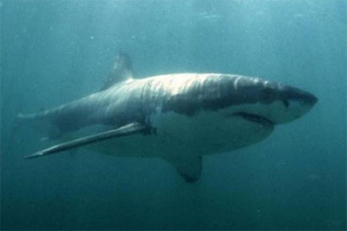 Sebagian fosil gigi hiu purba di Jono Bojonegoro hilang diambil pengunjung