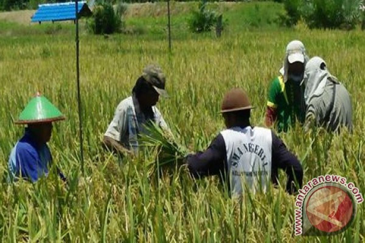 Petani Kotabaru Dan Bptph Gelar OPT Tikus 