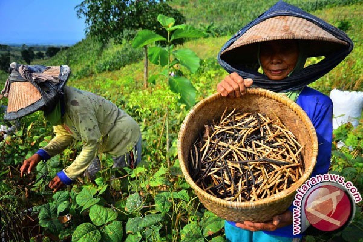 Ternyata! Konsumsi Kacang-kacangan Turunkan Resiko Diabetes