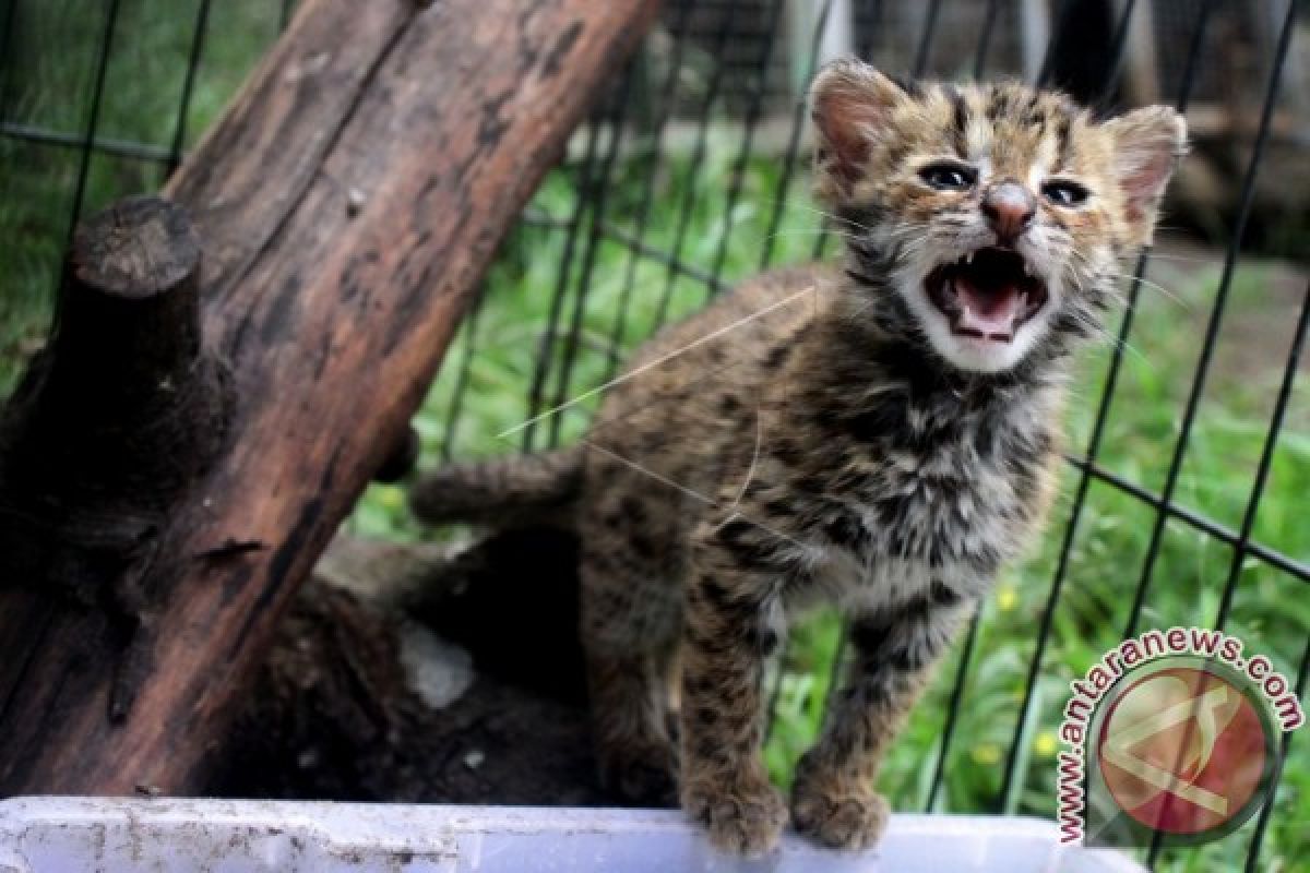 Penyelamatan Kucing Hutan - ANTARA News Bali