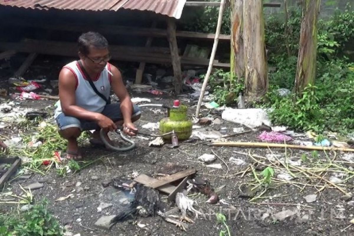 Puluhan Ekor Ayam di Madiun Mati Mendadak