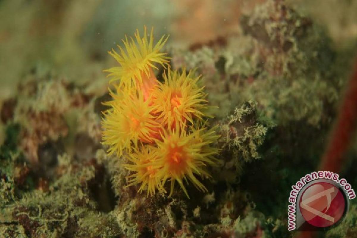 Mempawah Kembangkan Wisata Bahari Di Wilayah Pesisir 