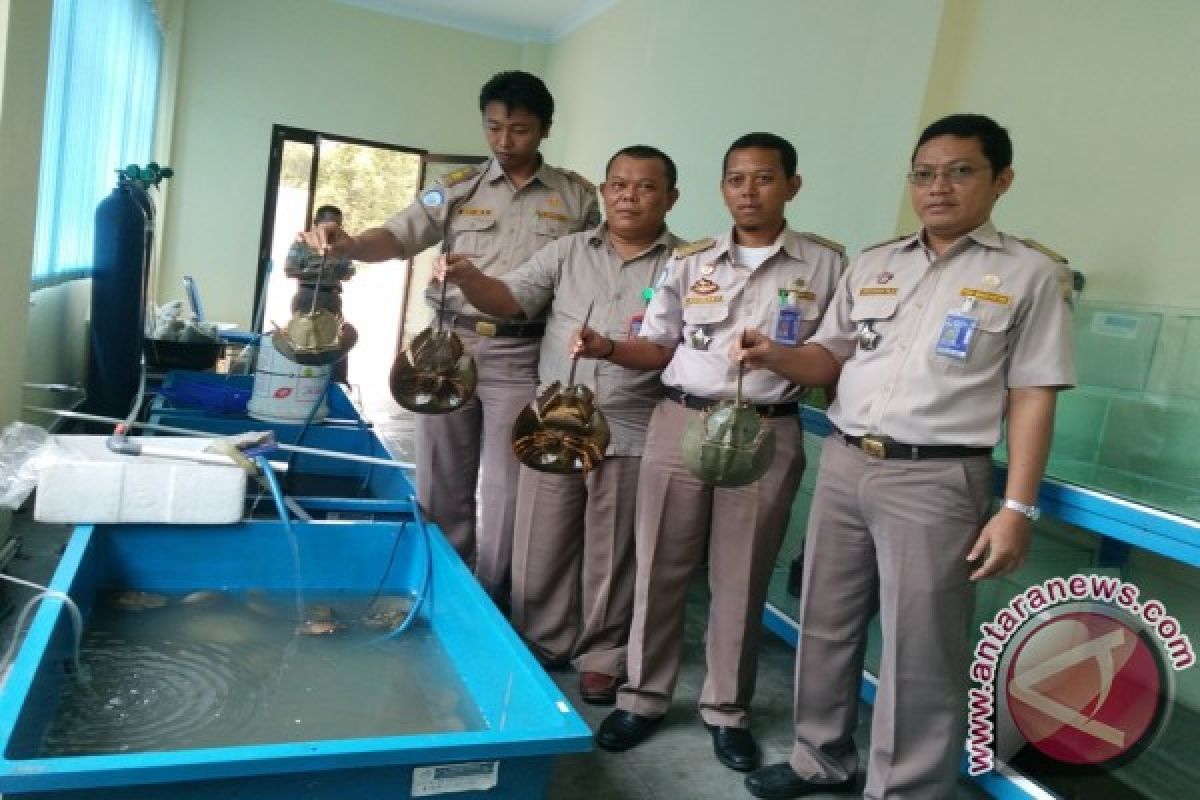 BKIPM Babel Gagalkan Pengiriman 100 Kepiting Blangkas