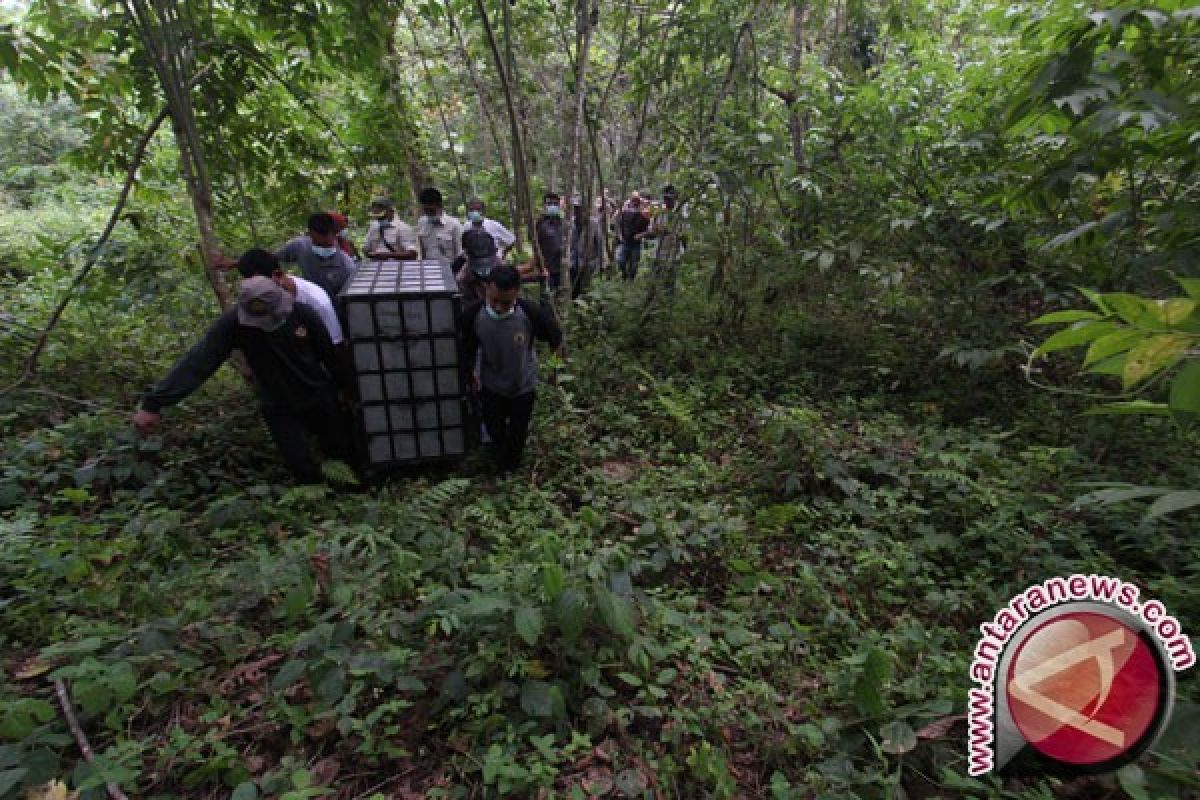 12 Orang Utan Kembali Dipindahkan ke Pulau Salat