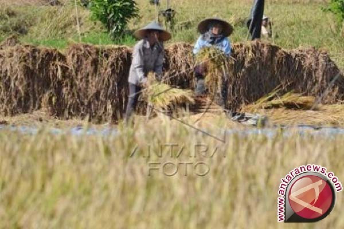 Harga Gabah di Bali Merosot 2,53 Persen