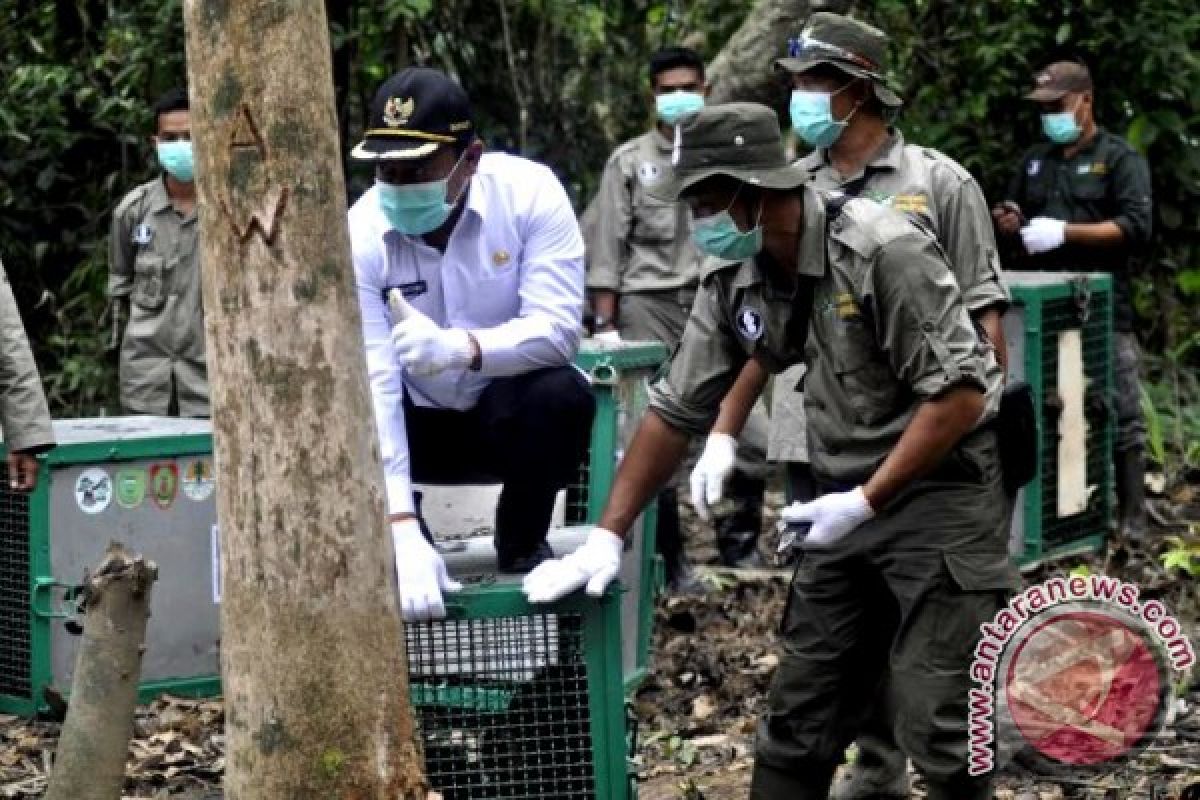 Ternyata! Populasi Orangutan Kalteng Menurun 10 Persen Tiap Tahunnya?