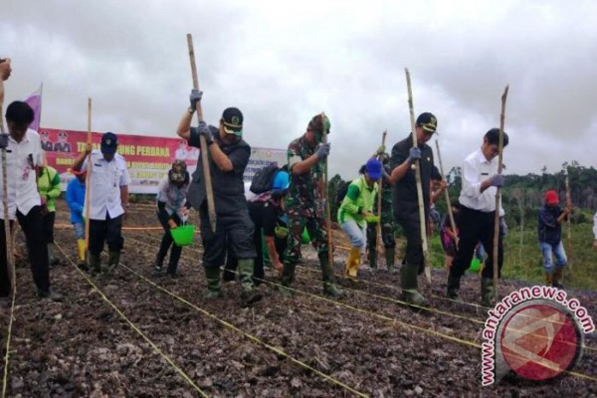 Gunung Timang Jadi Sentra Jagung di Barito Utara