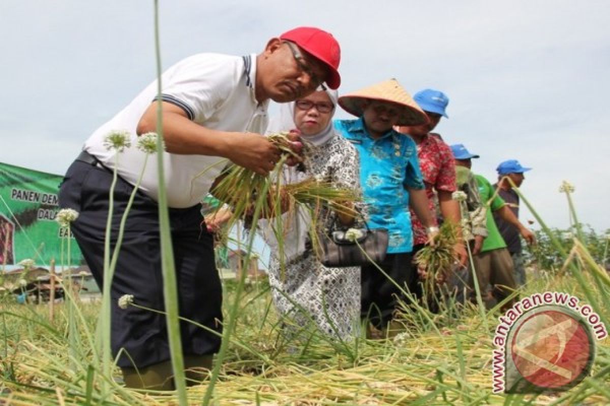 Panen Bibit Bawang Merah