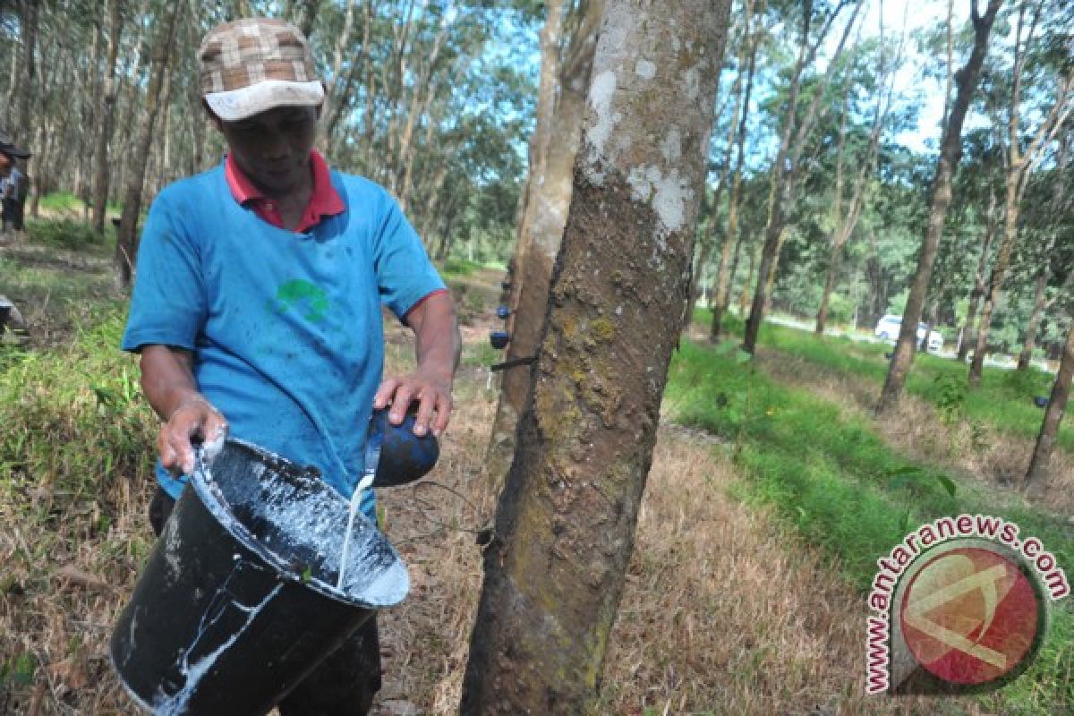 Petani keluhkan harga karet turun