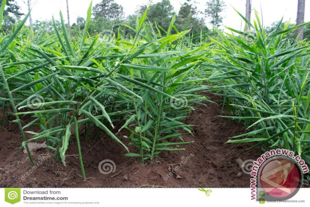 Petani Kembangkan Tanaman Jahe