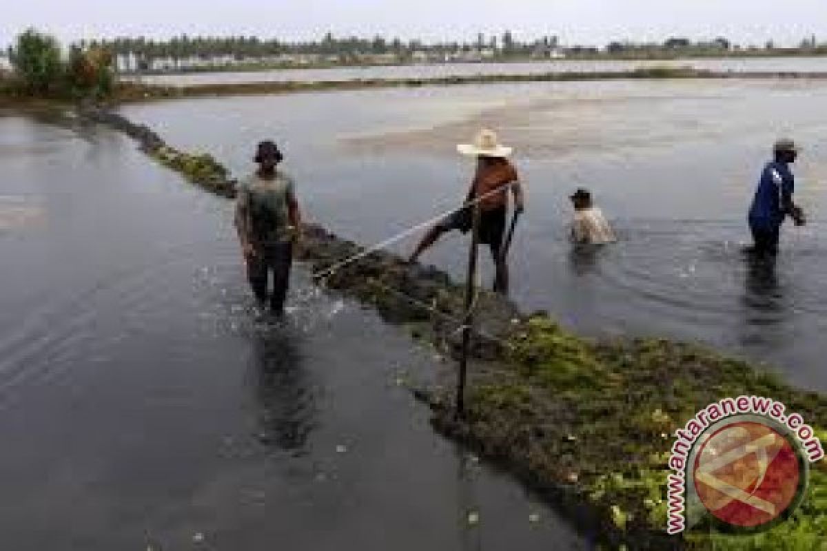 DKP kembangkan budi daya tambak ikan air tawar